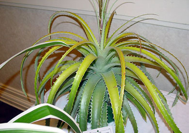 Deuterocohnia Bromeliad Plant Bromeliad Plant Care